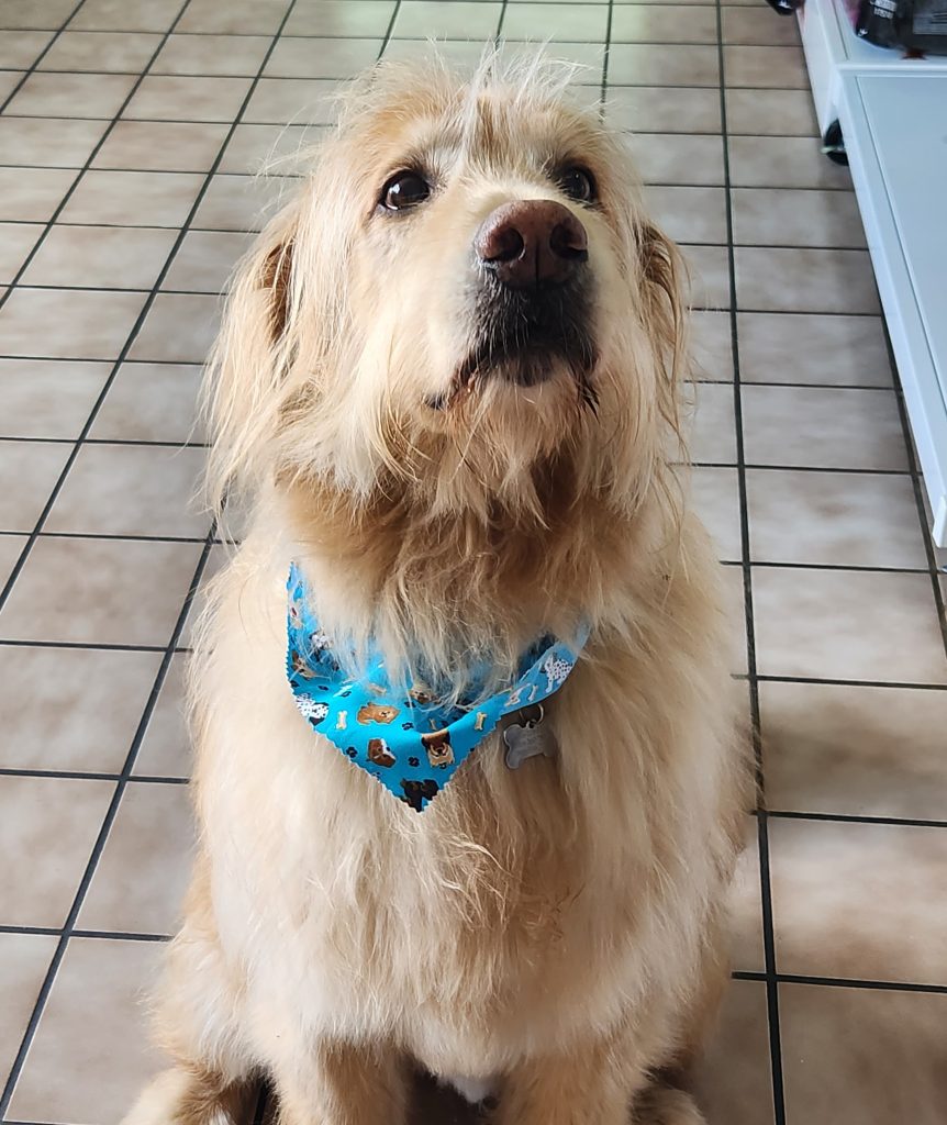 Veterinary Services in Knoxville, TN Rocky Hill Animal Hospital